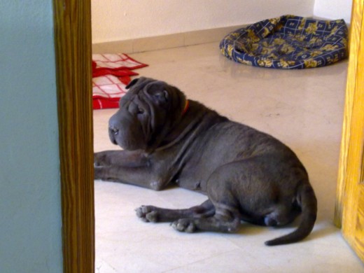 Esta es nuestra Shar Pei!!